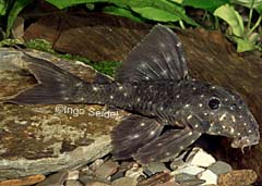 Panaqolus albomaculatus