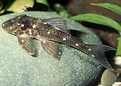 Panaqolus cf. albomaculatus "Big Spot Kolumbien"
