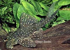 Panaqolus cf. albomaculatus "Small Spot Kolumbien"