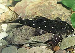 Panaqolus cf. albomaculatus "Small Spot Peru"