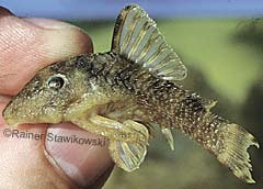Panaqolus cf. maccus (L105)
