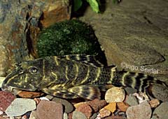 Panaqolus maccus