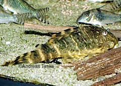 Panaqolus sp. aff. maccus (LDA067)
