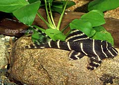 Panaqolus sp. (L204)