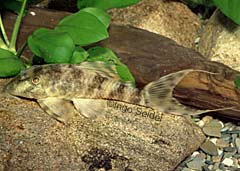 Panaqolus sp. (L206)