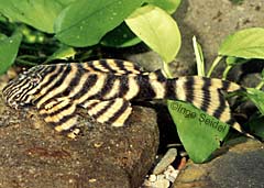 Panaqolus sp. (L374)