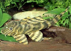 Panaqolus sp. (L398)