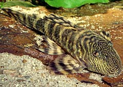 Panaqolus sp. "Peru I"