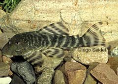 Panaqolus sp. "Peru II"