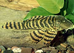 Panaqolus sp. "Rio Curu&aacute;-Una"
