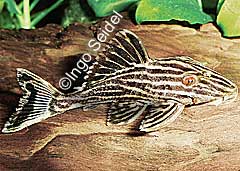Panaque sp. "Rio Tapaj&oacute;s" (L027)