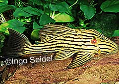Panaque sp. "Rio Tocantins" (L027)