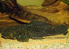 Parancistrus sp. (L031)