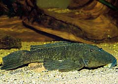 Parancistrus sp. (L332)