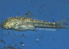 Parotocinclus jumbo