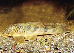 Peckoltia braueri