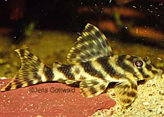 Peckoltia cf. vittata (L015)