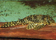 Peckoltia oligospila