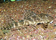Peckoltia sp. "Curua"