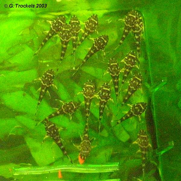 Jungfische kurz nach dem Freischwimmen (Foto: G. Trockels / R. Kipper)