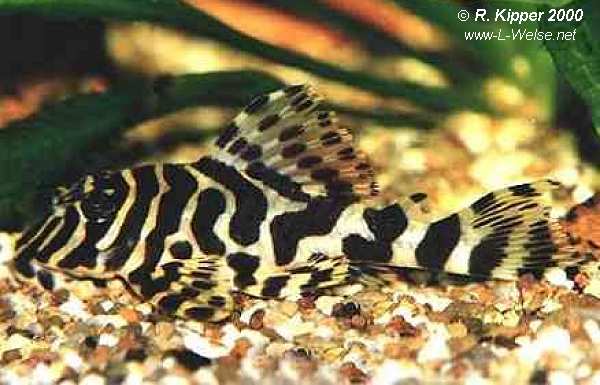 Weibchen, adult, Rio Tapaj�s (Foto: R. Kipper)