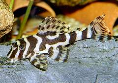 Peckoltia sp. (L134)