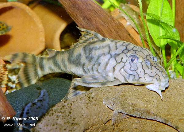 Weibchen, adult, ca 14cm gro� (Foto: R. Kipper)
