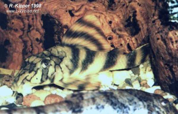 dasselbe Tier wie oben, jedoch etwa sieben Jahre j�nger, ca. 11-12cm (Foto: R. Kipper)