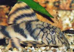 Peckoltia sp. (L135)
