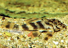 Peckoltia sp. (L202)