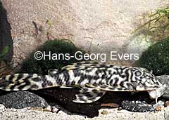 Peckoltia sp. (L209)