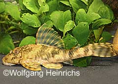 Peckoltia sp. (L218)