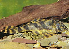 Peckoltia sp. (L288)