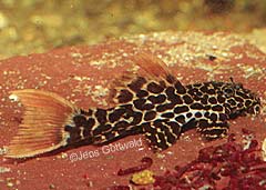 Pseudacanthicus leopardus
