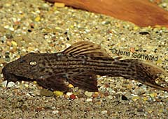 Pseudacanthicus sp. (L024)