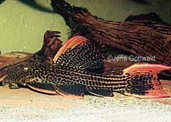 Pseudacanthicus sp. (L025)