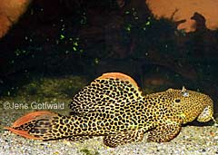 Pseudacanthicus sp. (L114)