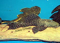 Pseudacanthicus sp. (L185)