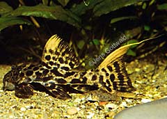 Pseudacanthicus sp. (L273)