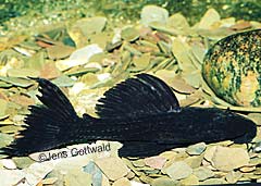 Pseudacanthicus sp. (L320)