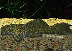 Pseudacanthicus sp. (L343)