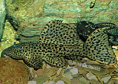 Pseudacanthicus sp. (L375)