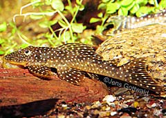 Pseudancistrus sp. (L067)
