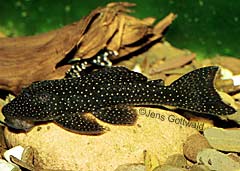 Pseudancistrus sp. (L220)