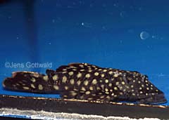 Pseudancistrus sp. (L259)