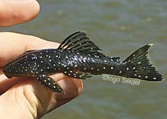 Pseudancistrus sp. "Maicuru"
