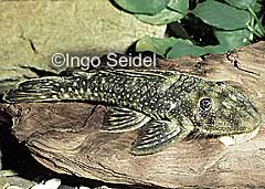 Pseudancistrus sp. "Tapajos"