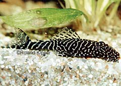 Pseudolithoxus tigris