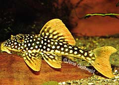 Scobinancistrus aureatus