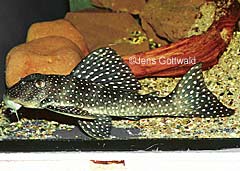 Scobinancistrus cf. pariolispos (L133)